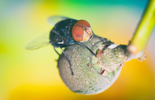 macro fly insects