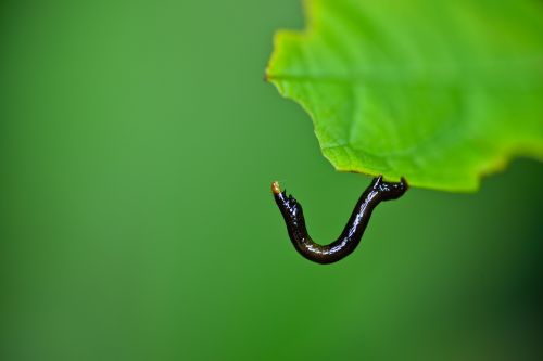 caterpillar macro insects