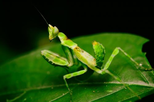 macro mantis insects