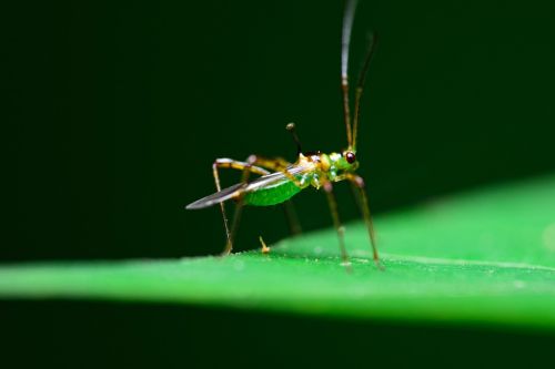 macro insects bugs