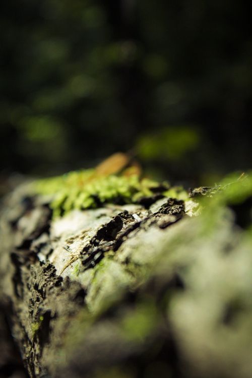 macro moss forest
