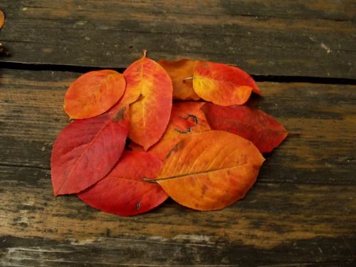 macro sheet leaves