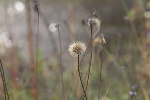 dandelion macro nature