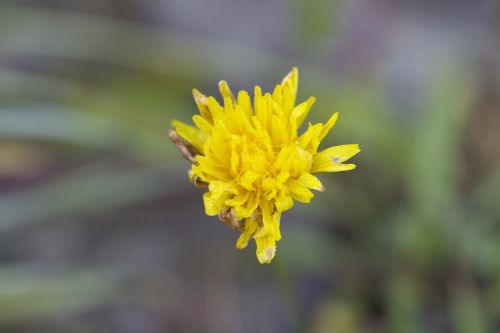 macro nature colors