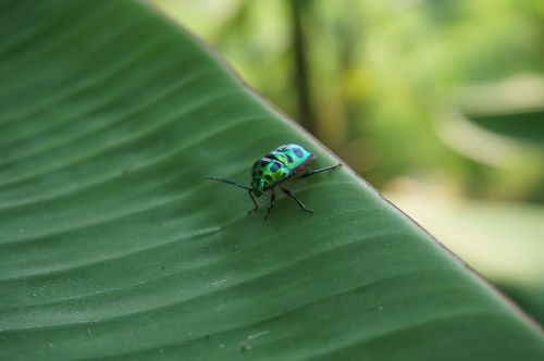 macro close up green