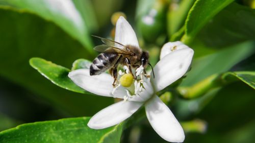macro bee flower melbourne