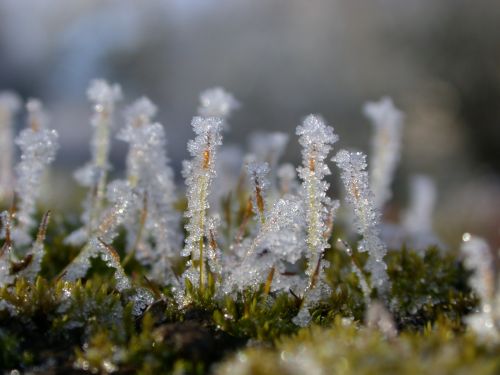 Macro Frosty Moss