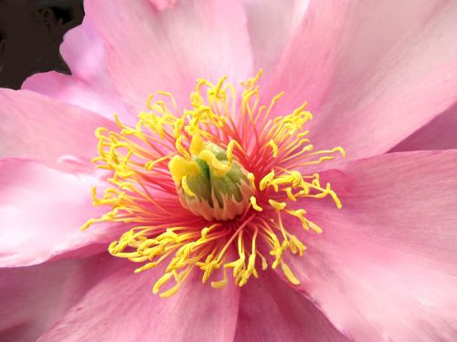 macro japanese pink peony flower nature