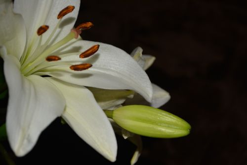 Macro Lily Blossoms Flowers Love