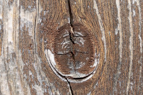 macro photo  wood grain  structure