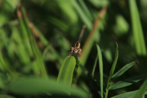 macro photography dragonfly canon