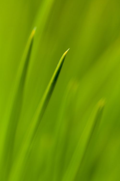 Macro Pine Needles