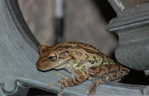 Macro Tree Frog