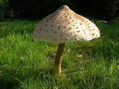 macrolepiota procera mushroom agaric