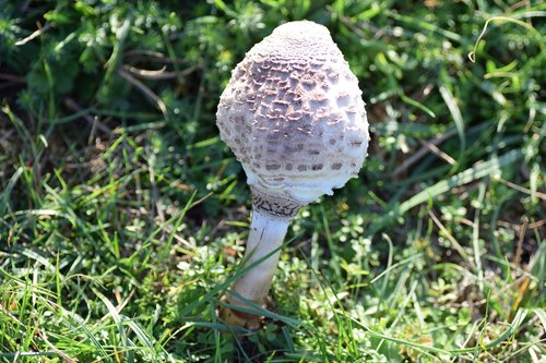 macrolepiota procera  agaric  mushroom