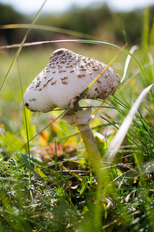 macrolepiota procera  parasol mushroom  tasty