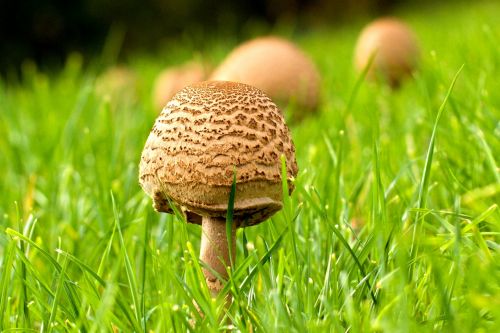 Macrolepiota Procera