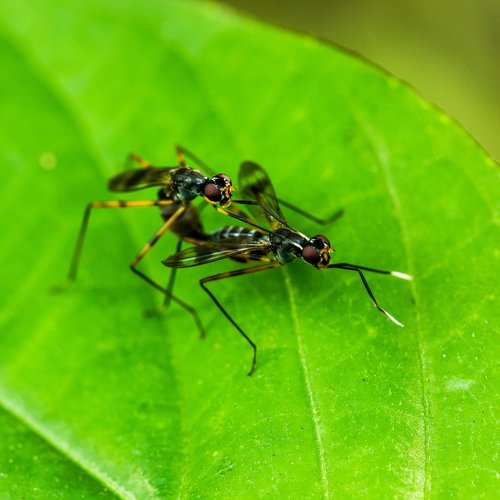 macros  insect  bug