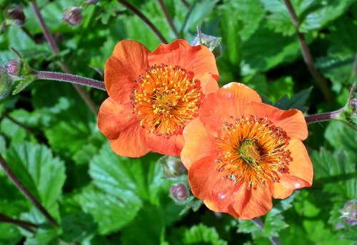 maczek california  flowers  orange