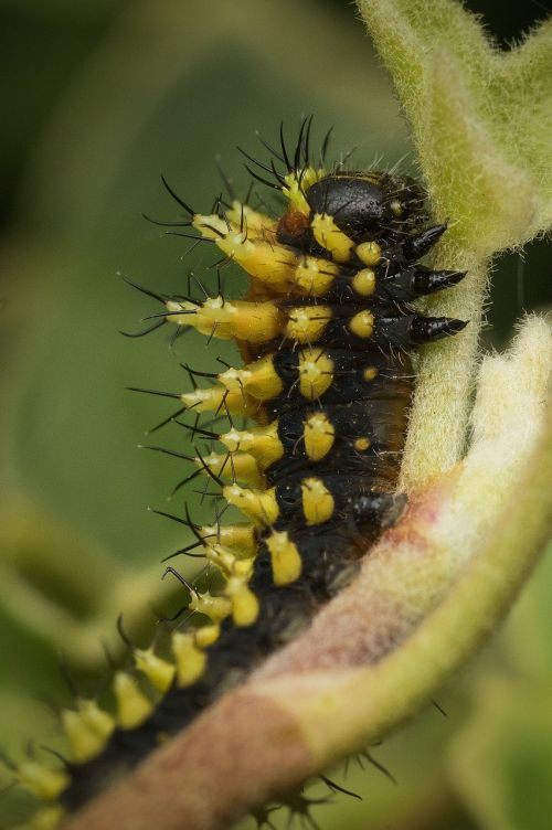 madagascar caterpillar bug