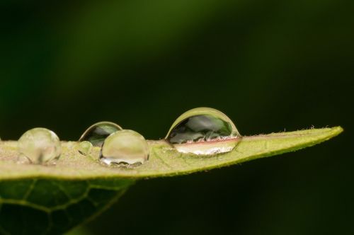 madagascar macro nature