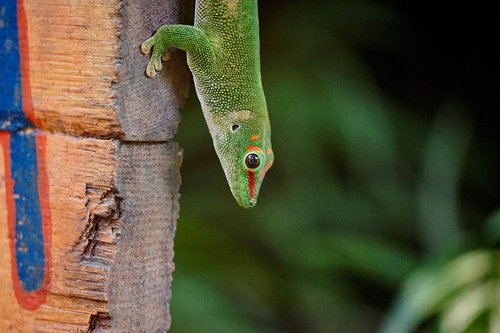 madagascar day gecko  masoala  rainforest
