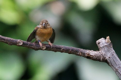 madagascar madagascar songbird tropics