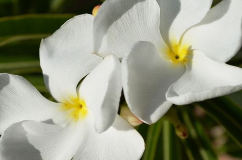 madagascar palm flower white