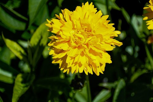 mädchenauge  yellow  flower