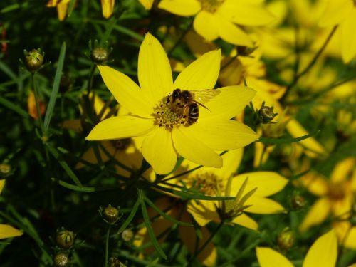 mädchenauge meadow yellow