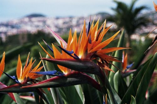 madeira botanical garden parrot flower