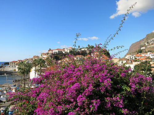 madeira flower island portugal