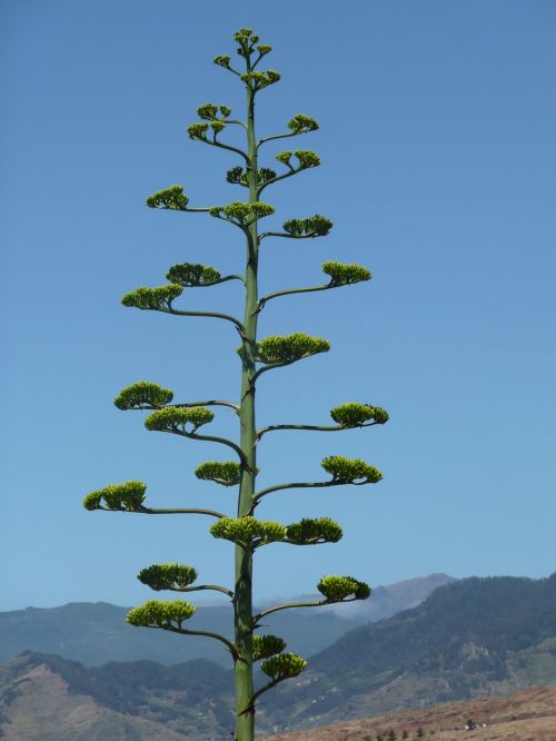 madeira nature plant