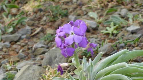 madeira flower purple
