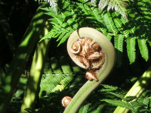 madeira fern flora