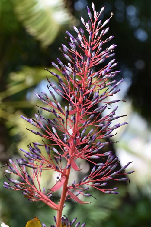 madeira blossom bloom