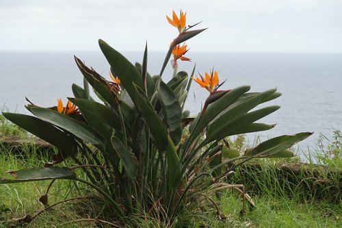 madeira  nature  flora