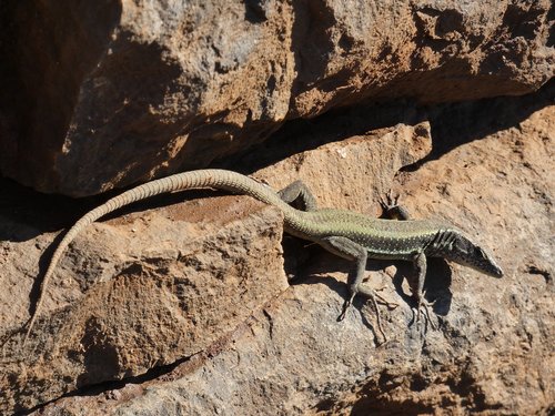 madeira  lizard  animal