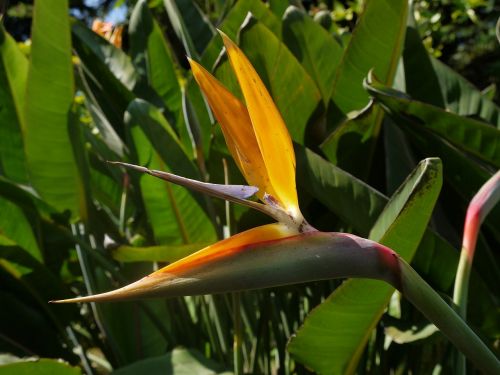 madeira caudata flower island