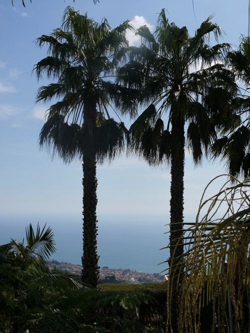 madeira palm trees sea