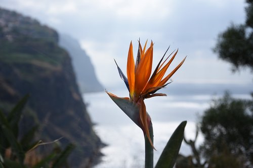 madeira  flower  nature