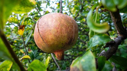 madeira  portugal  fruit