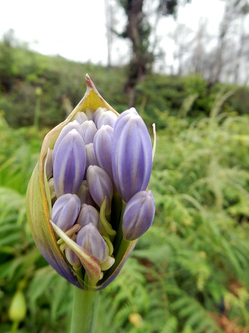 madeira  agapanthus  flower