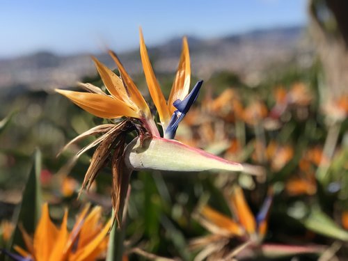 madeira  flora  garden