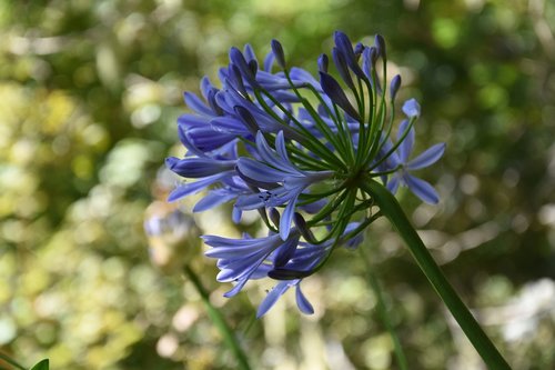 madeira  flower island  nature