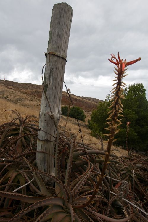 madeira agave nature