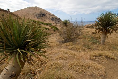 madeira yucca dry