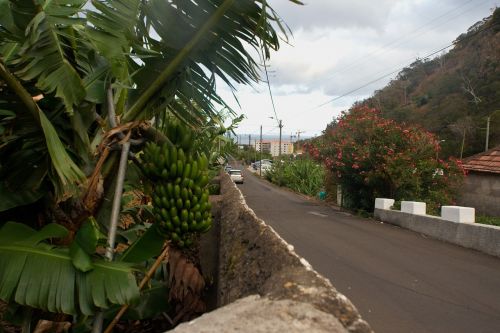 madeira banana shrub road