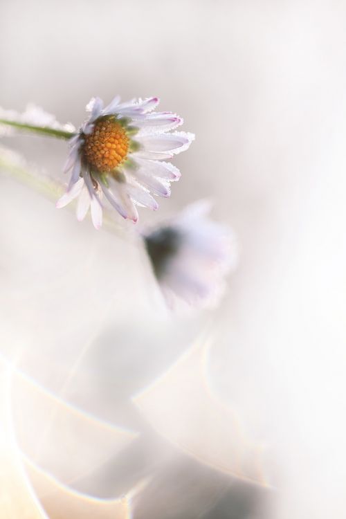 madelief daisy flower