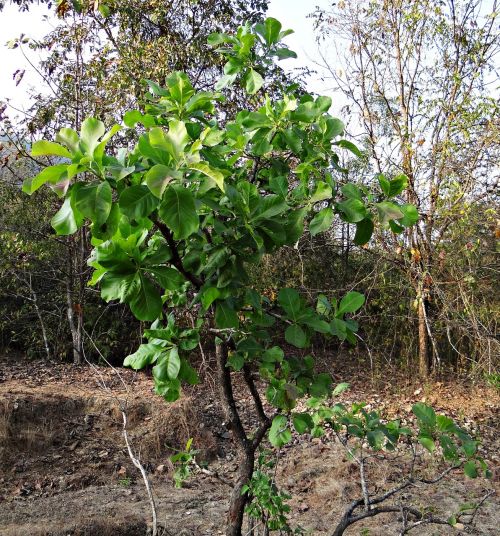 madhuca longifolia tree mahwa